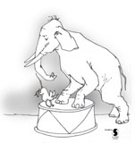 Cickus_Elefant_1W