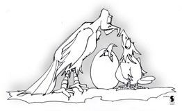 Geiernachwuchs_1W