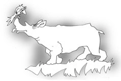 Rino1W